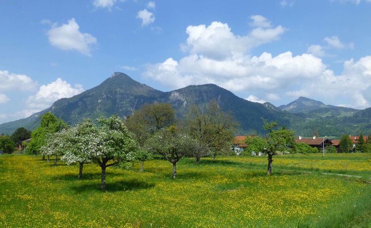 Oberaudorf Obstbaumwiese Copyright Tourist Info Oberaudorf Web