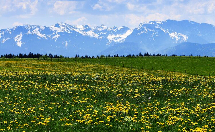 Ti Badtoelz Heinz Hirz Blumenwiese Mit Voralpenblick Copy